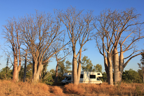 Dunham Boab Camp