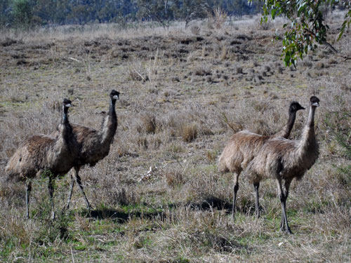 Emu