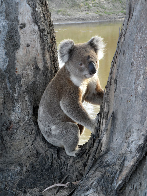 Koala1