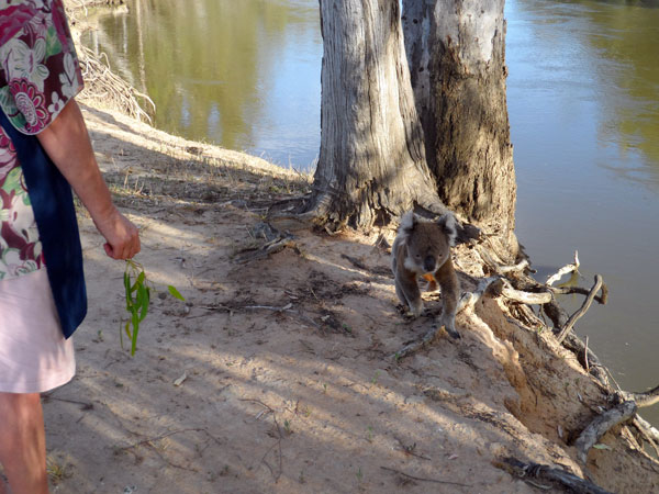 Koala 3