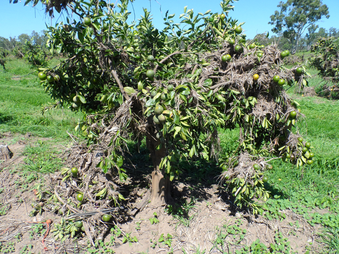 Flooded Tree