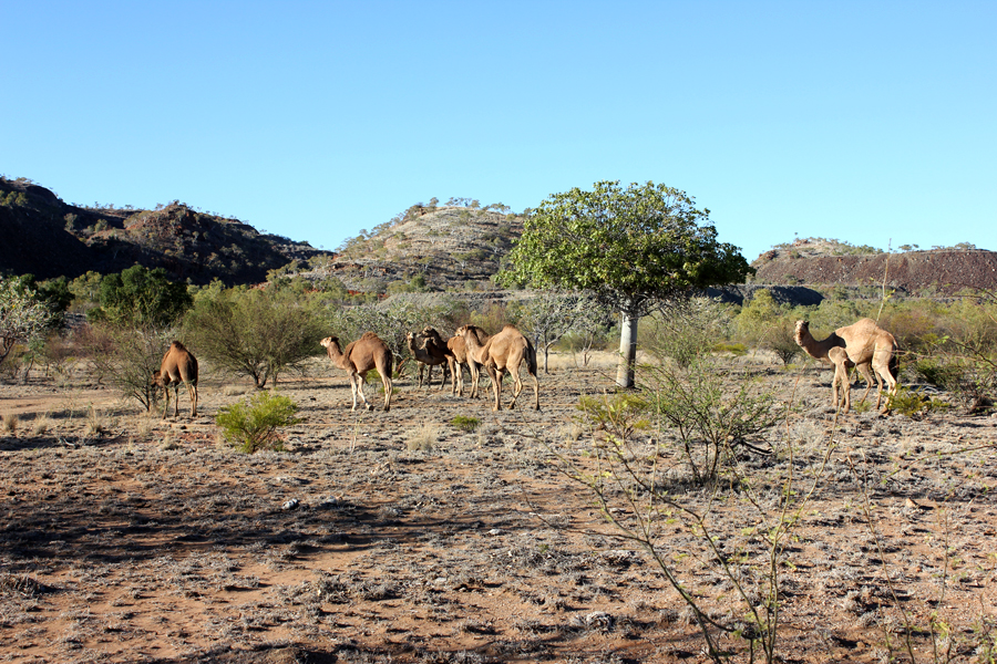 Mary Kathleen Camels