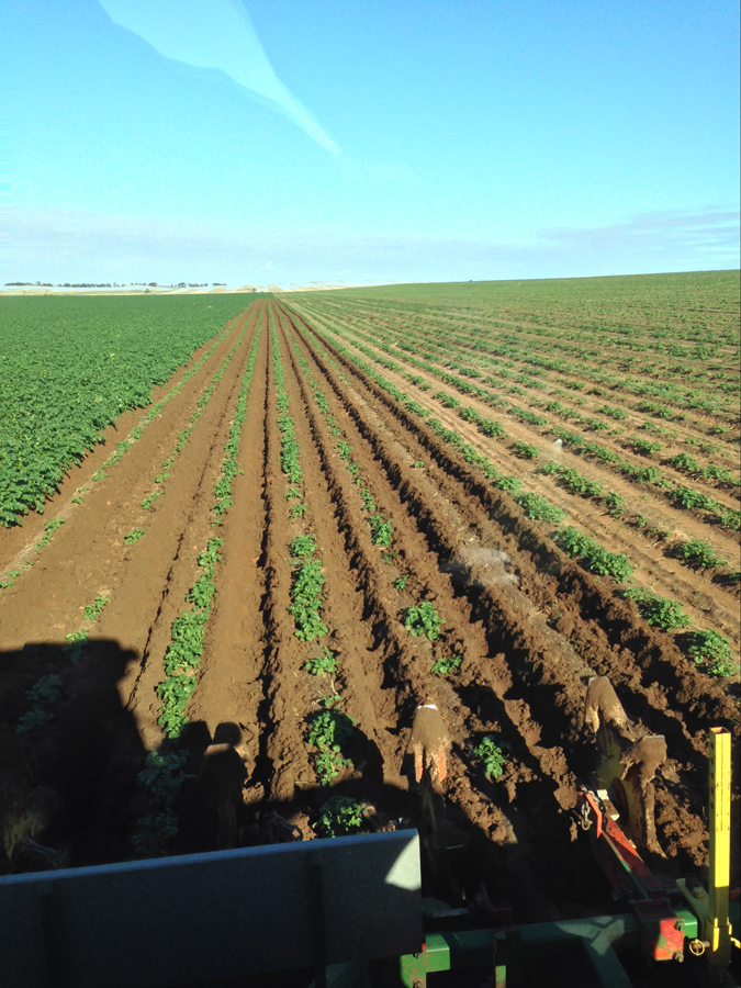 Cultivating After